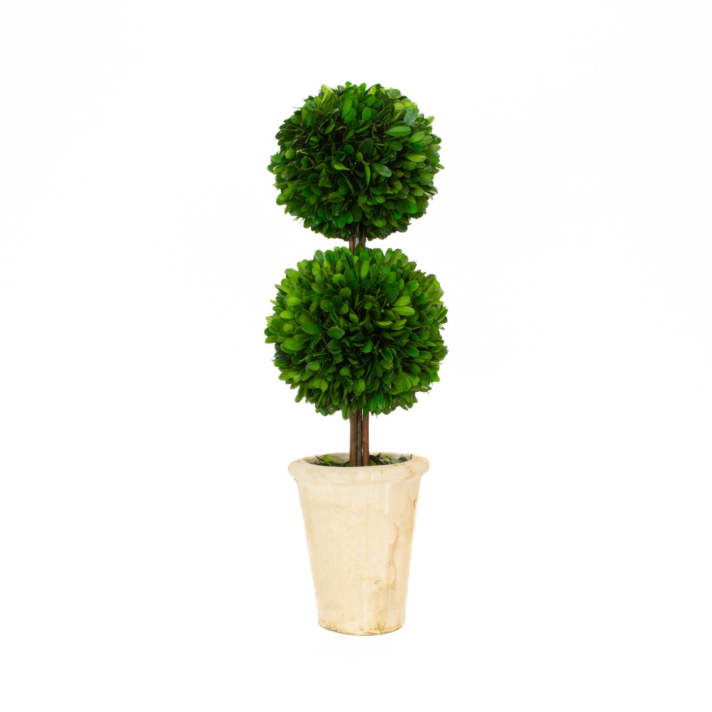 Preserved Boxwood Topiary Ball - 20" - Set of 2