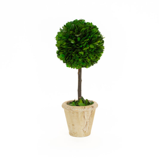 Preserved Boxwood Topiary Ball - 5" x 12", Set of 2