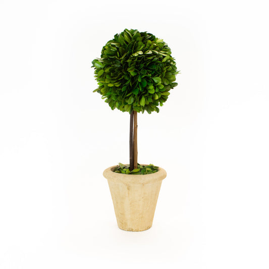 Preserved Boxwood Topiary Ball - 16" - Set of 2