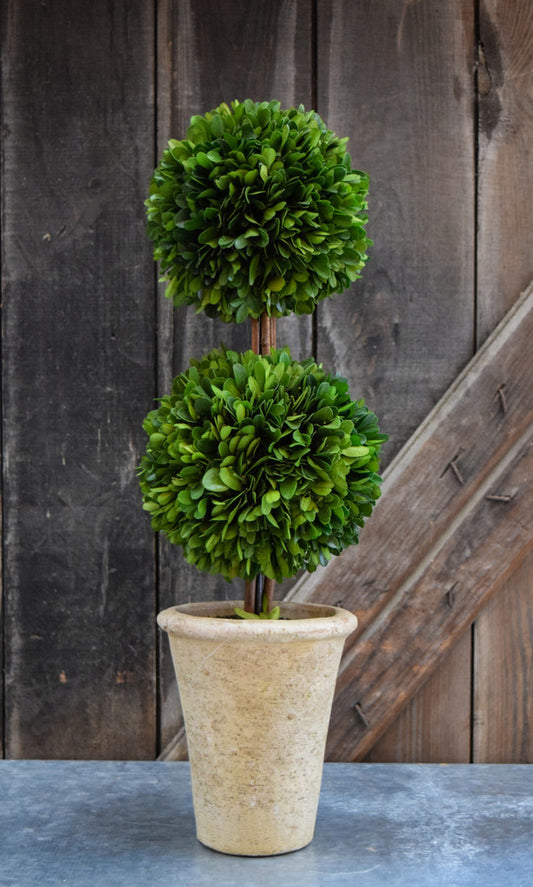 Preserved Boxwood Topiary Ball - 20" - Set of 2